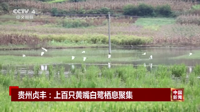 贵州贞丰：上百只黄嘴白鹭栖息聚集
