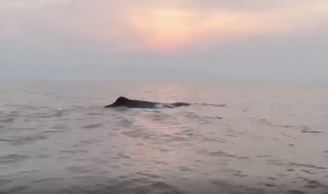5点30分救援成功，象山搁浅鲸鱼“回家”咯！
