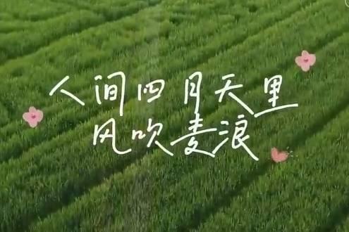 人间四月天 风吹麦浪满眼春