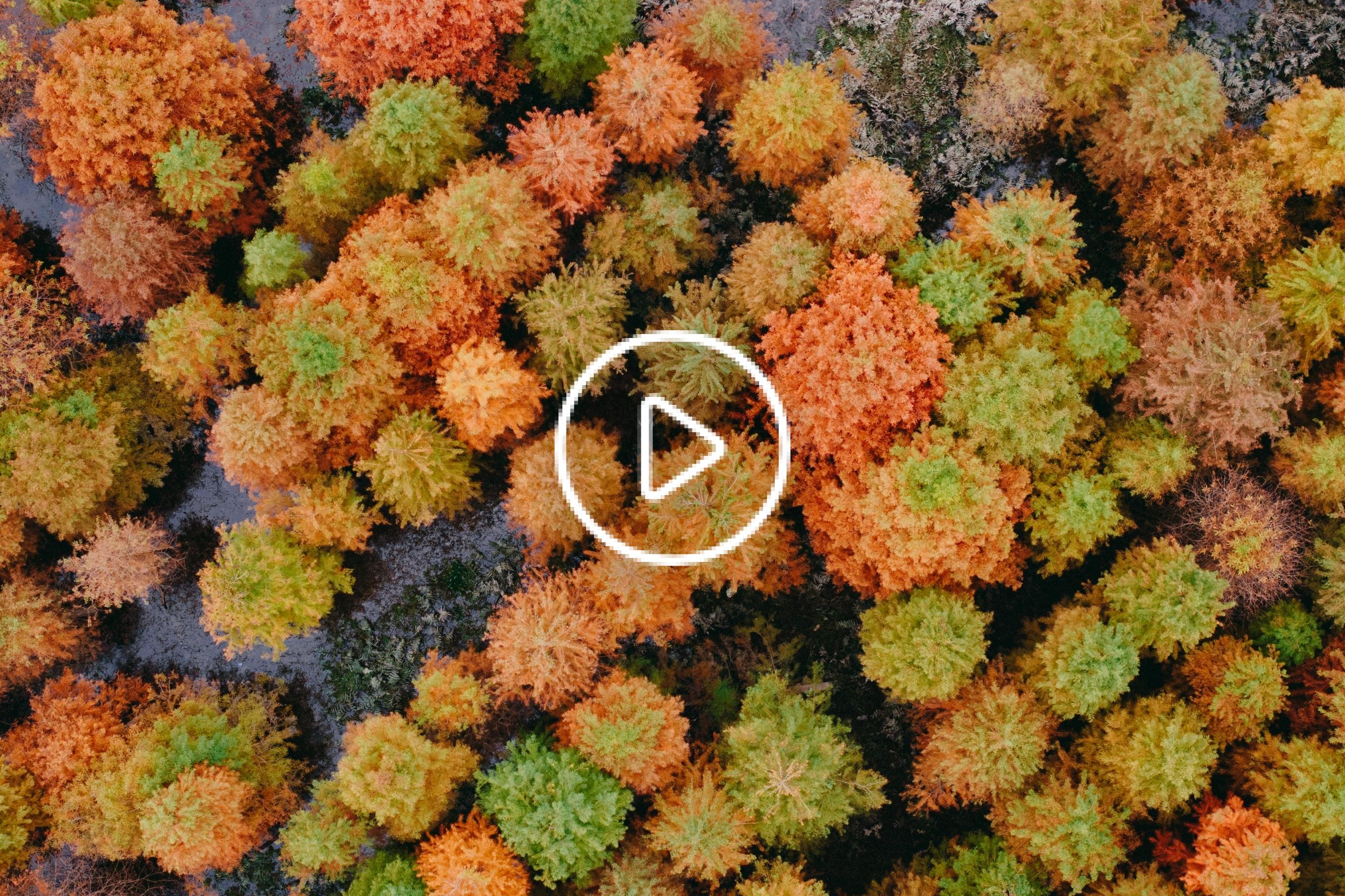 全省规模最大的红树林，在小芝！