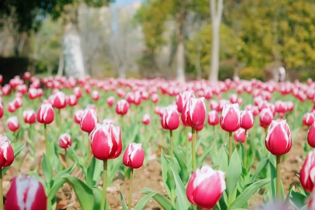 用鲜花开启春天的浪漫