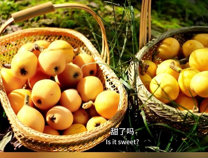 美在枝头 甜在心头 枇杷一口入夏来