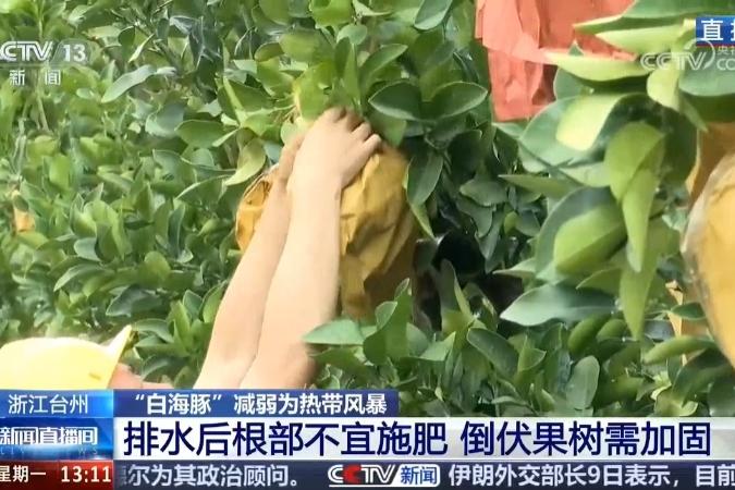 央视丨台州：台风过境 果农积极自救